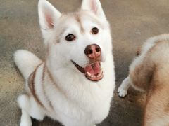 -TrueLove @ Neverland (Husky Cafe)