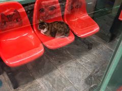 -猫咪博物馆(顶澳仔猫街店)