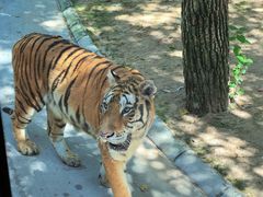 -北京野生动物园