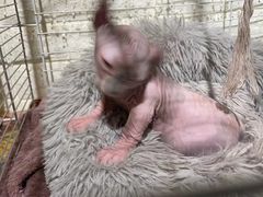 -平行世界·猫咖(首经贸店)