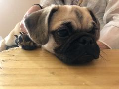 -喜柴咖啡·柴犬狗咖