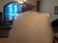 -比尔森韩式烤肉自助(国商店)