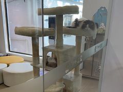 -翊宠yipet猫狗购宠庄园犬舍•猫舍