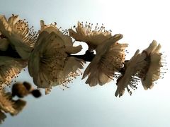 -杭州植物园