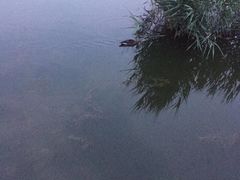 -前关湿地公园