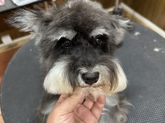 -鑫艺宠物美容培训学校