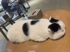-藏猫猫咖啡主题馆(中央大道店)