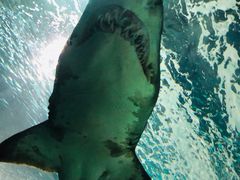 -上海海洋水族馆