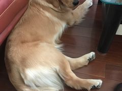 -八公叔叔宠物美容连锁(春申店)