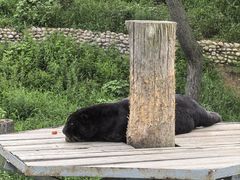 -西霞口神雕山野生动物世界