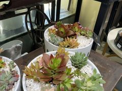 -弗劳尔花艺坊(龙涛店)