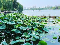-济南大明湖景区