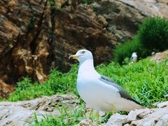 -海驴岛(荣成市)