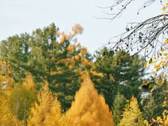 -五营红松林海景区