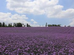 -紫颐香薰山谷景区