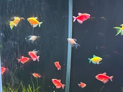 -欢乐海岸海洋奇梦馆