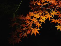 -遵化市禅林寺古银杏风景园