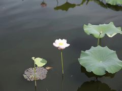 -荷塘月色湿地公园·向阳花洲