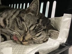 -纳吉亚猫专科动物医院·北北分院