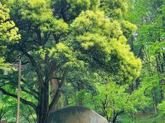 -杭州植物园