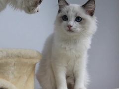 -Bastet sally猫舍购宠(静安店)