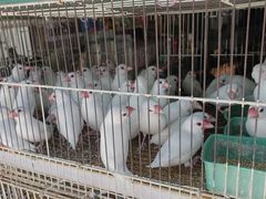 -白佛花鸟鱼虫批发市场小型宠物交易(东区)