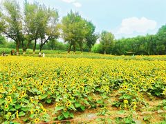 -长白岛森林公园