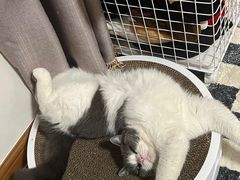 -老吴的猫·猫舍(新区店)