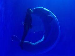 -多彩贵州城极地海洋世界