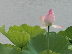 -荔湾湖公园
