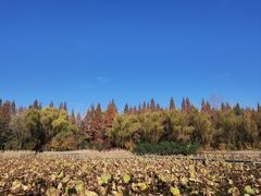 -昆山城市生态森林公园