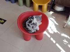 -平行世界·猫咖(首经贸店)