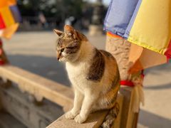 -西园戒幢律寺