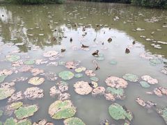 -大湾区中央湿地公园