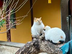 -龙华素斋(龙华路店)