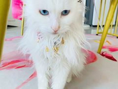 -帕帕拉兹宠物(亚洲旗舰店)