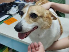 -瑞鹏·疫苗·绝育·宠物医院(金沙洲店)