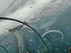 -珠海长隆海洋王国