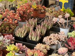 -金陵花卉交易市场