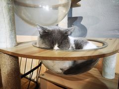 -豆逗聊愈猫阁Easy Life
