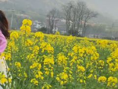 -西京湾花海