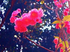 -天适樱花悠乐园