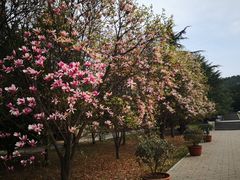 -秦始皇帝陵博物院-丽山园