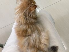 -瑞派动物医院·猫专科·至诚(江南中分院)