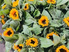 -循礼门鲜花花市(武汉循礼门店)