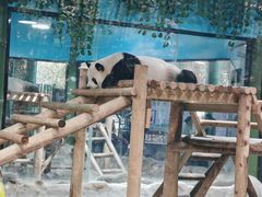 -栾川竹海野生动物园