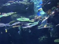 -暹罗海洋世界