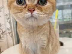 -楼上猫咖(罗湖店)