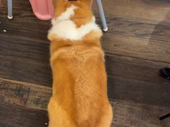 -肥朵食堂(带梦胡同店)