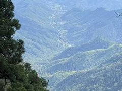 -天目山大树王景区